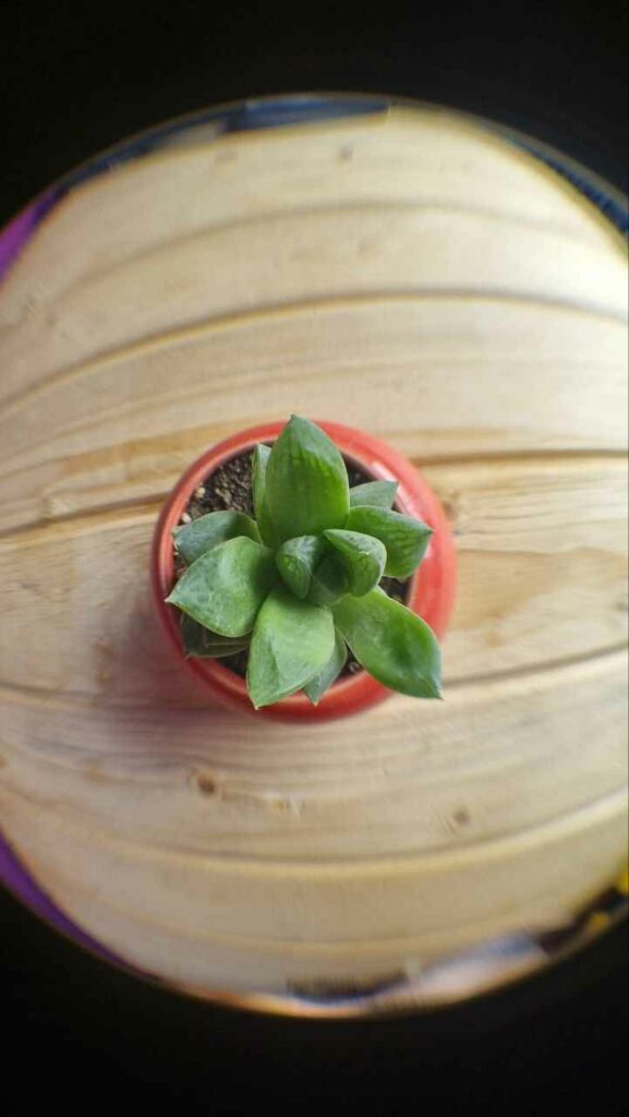 لنز FISH EYE موبایلی