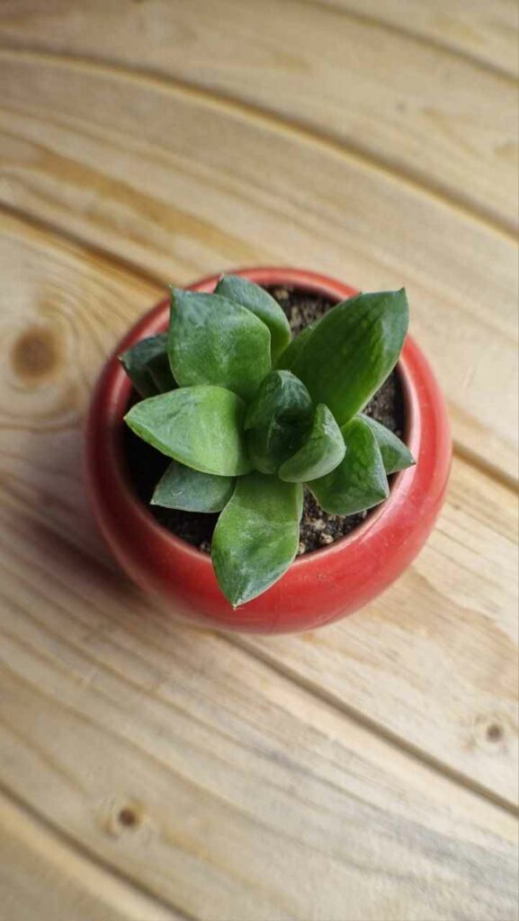 لنز واید موبایلی APEXEL